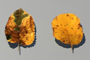 
'The Forest' - Personal Project - Maya MentlRay render -  These you see are just some of the items I used to compose this 76 million polygons scene