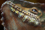 'Killer Lizard' - Personal project - Keyshot render - Photoshop composit 